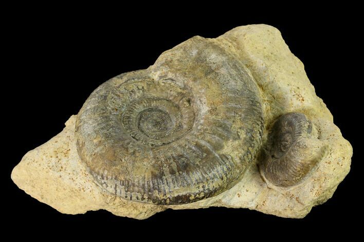 Two Bathonian Ammonite (Procerites) Fossils - France #152736